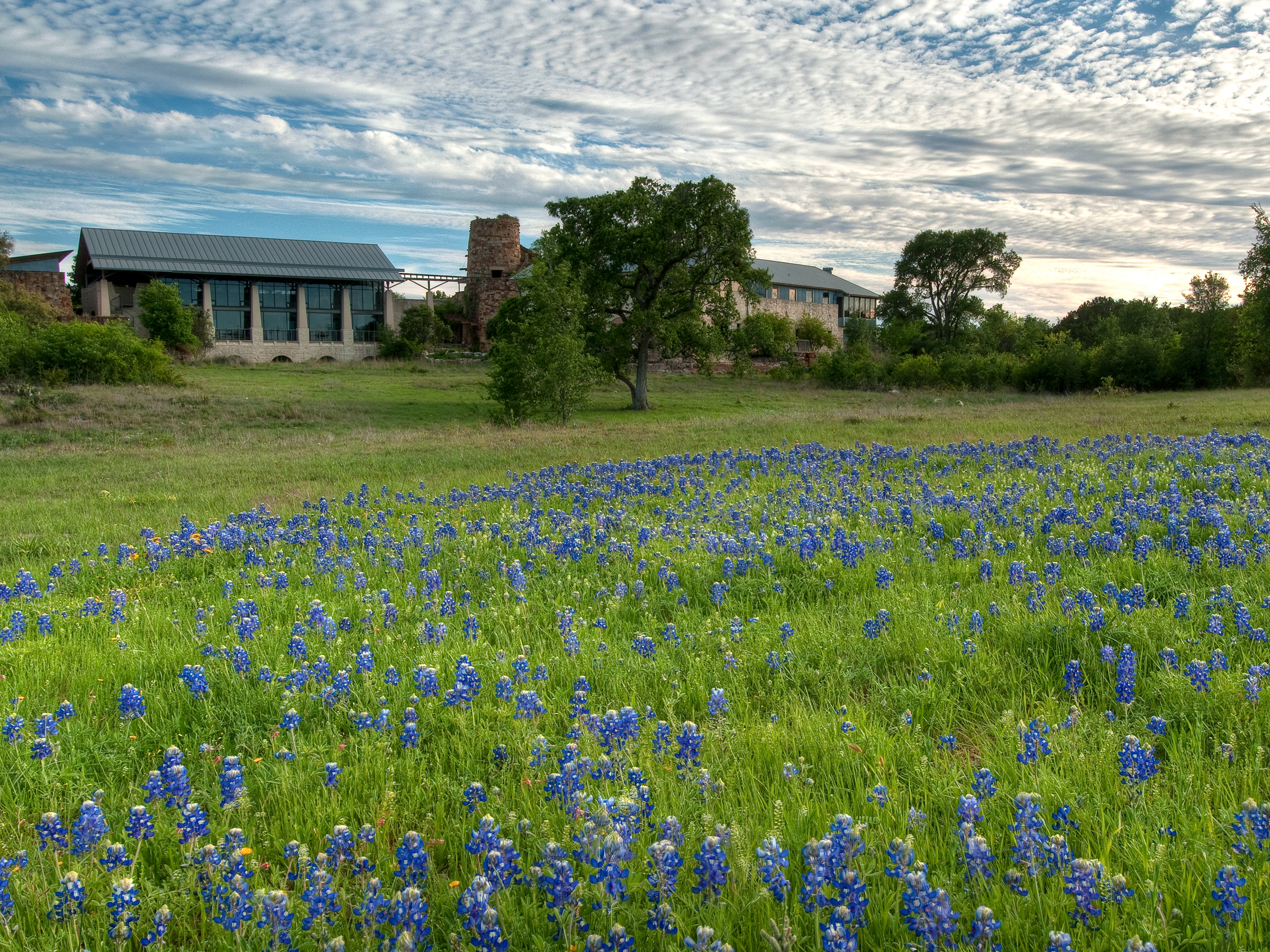 A photo of facilities amongst a field of bluebonnet flowers at the Lady Bird Johnson Wildflower Center